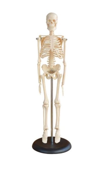 Mini Skeleton Model 42cm