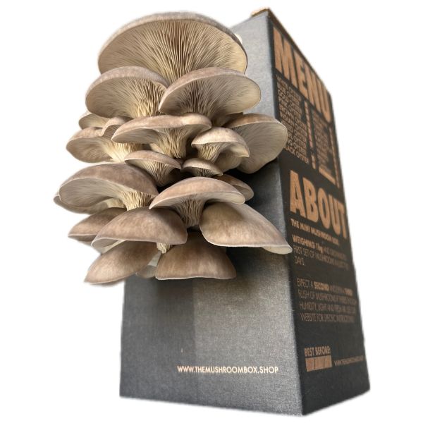 Black Pearl Oyster Mushroom