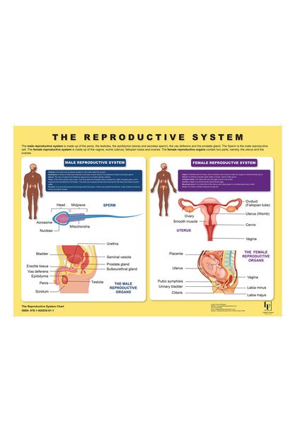 The Reproductive System Wall Chart