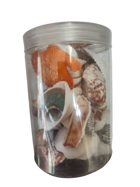 BD Mixed Authentic Sea Shells - 15cm H x 10cm L x 10cm W