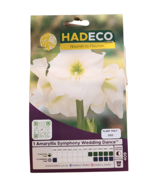 Hippeastrum (amaryllis) Symphony Single - Wedding Dance - 1 Bulb Pack