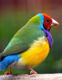 Notebook: gouldian finch zebra finches bird birds feeding food toys