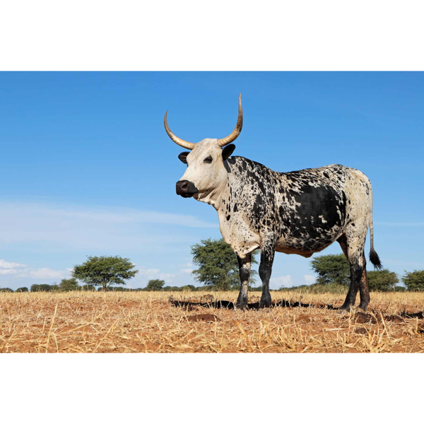 Canvas Wall Art - 1000 x 650 - Nguni 2