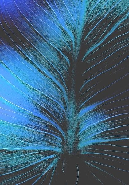 Premium Framed Canvas Print: Arum Leaf A