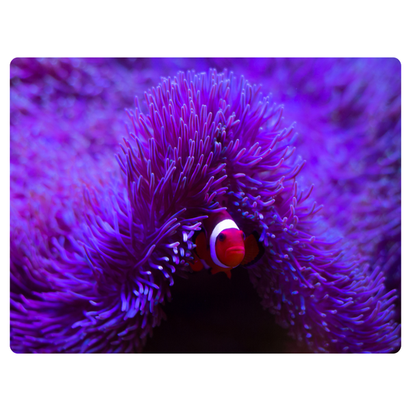 Clown Fish In Anemone Mouse Pad