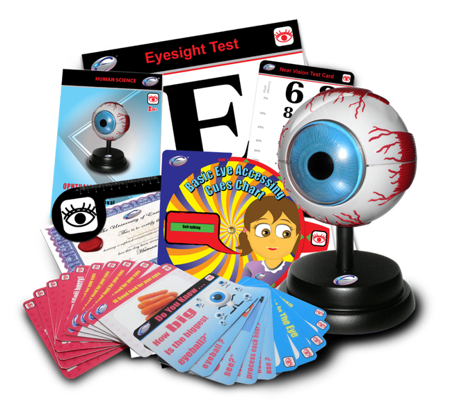 STEM Eye Ophthalmology Model Deluxe Set - Detachable Human Eye , Learning