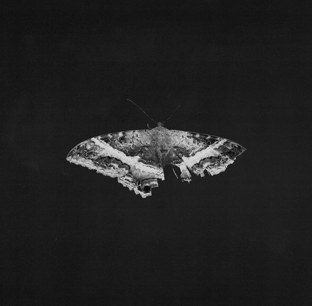 Kendrick Lamar - To Pimp A Butterfly 10th Anniversary Alt Cover 2LP Vinyl