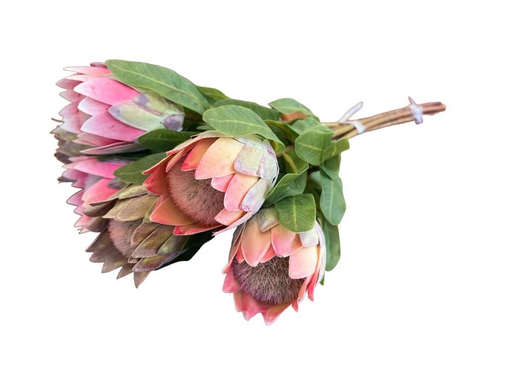 6 Realistic Artificial Queen Protea Flowers Shop Today. Get it