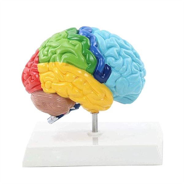 Right Hemisphere of Brain Human Body Model