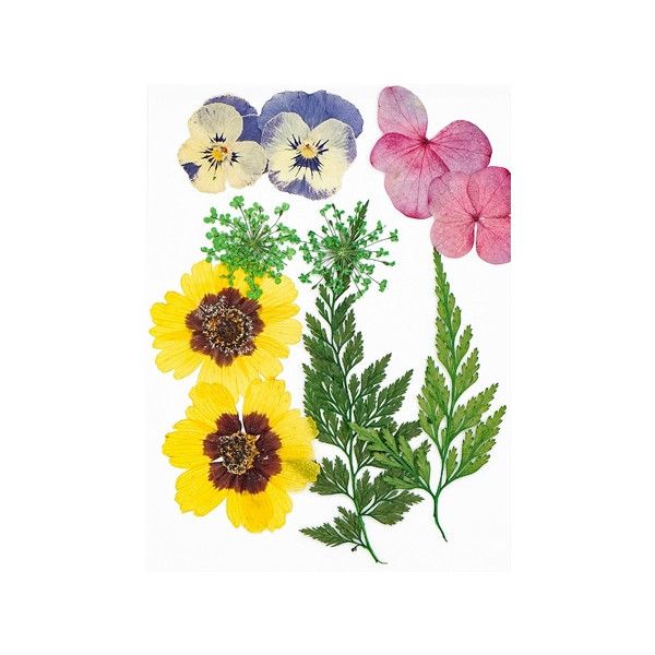 Pressed Dried Flowers, Style 12.2