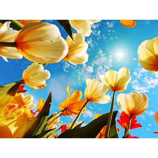 Full Drill Round Dot - Champagne Tulips image