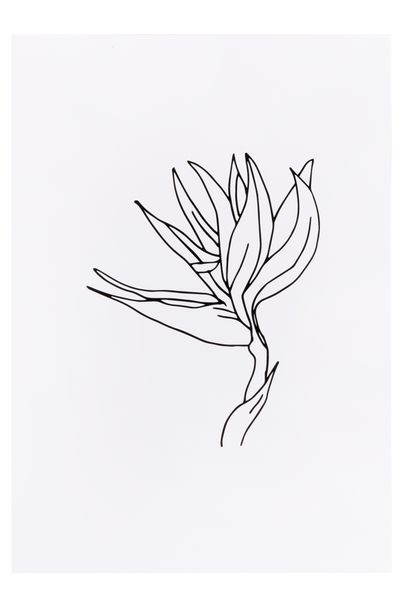 Sugar and Vice - SV A4 Print - Timeless Room Décor (Flower)