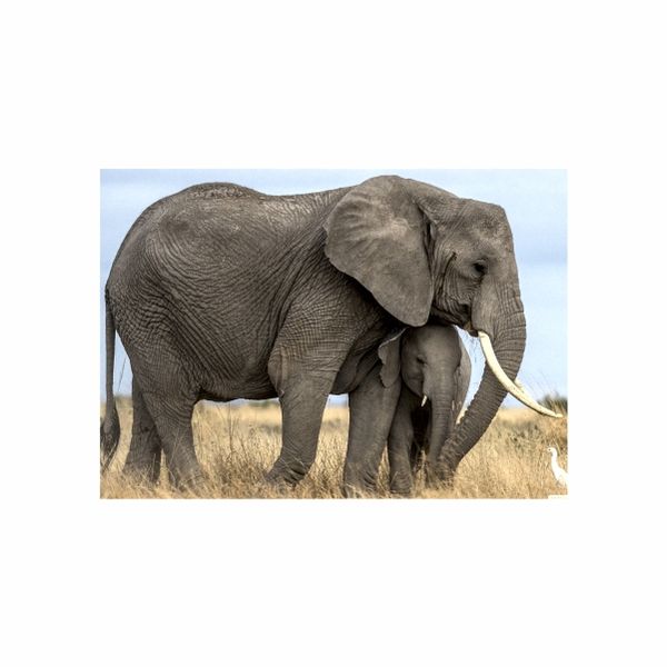 Elephant Family - A1 Poster