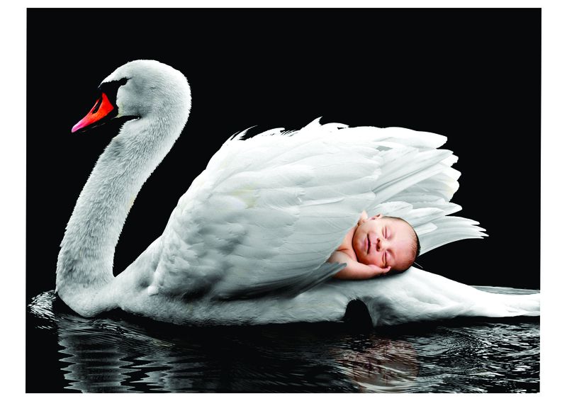 Laptop Skins - Swan with Human Baby - Stickers - Vinyl