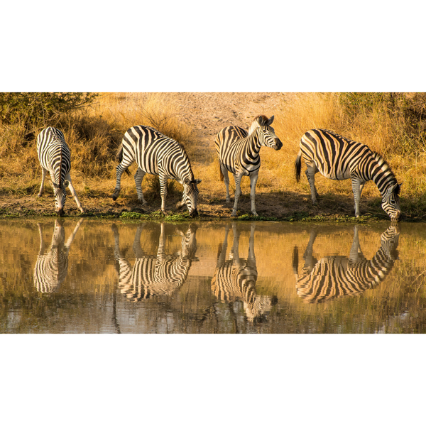 Canvas Wall Art - 1000 x 550 - Zebras 2