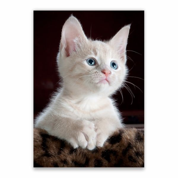 Persian Cat Kitten Poster - A1