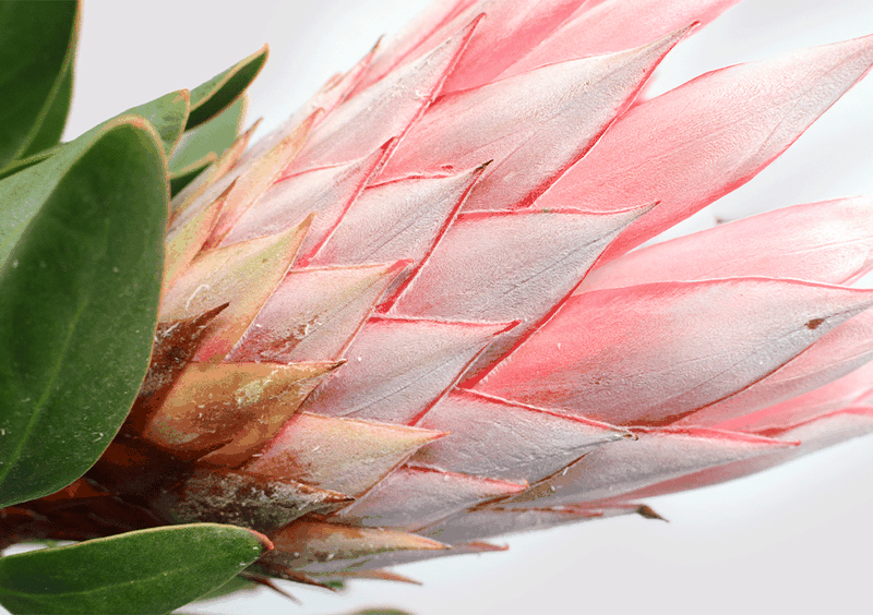 Wall Art Poster - Red Protea Flower Single Close