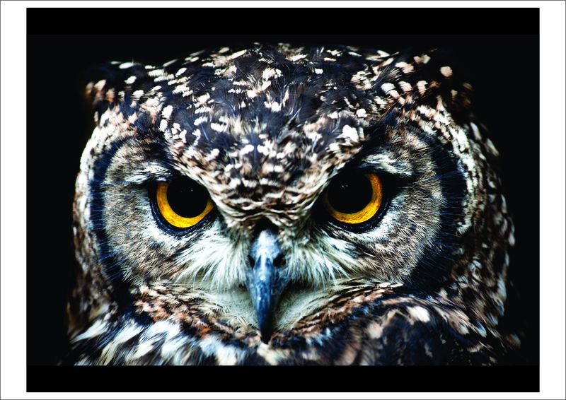 Laptop Skins - Owl's Face - Stickers - Vinyl