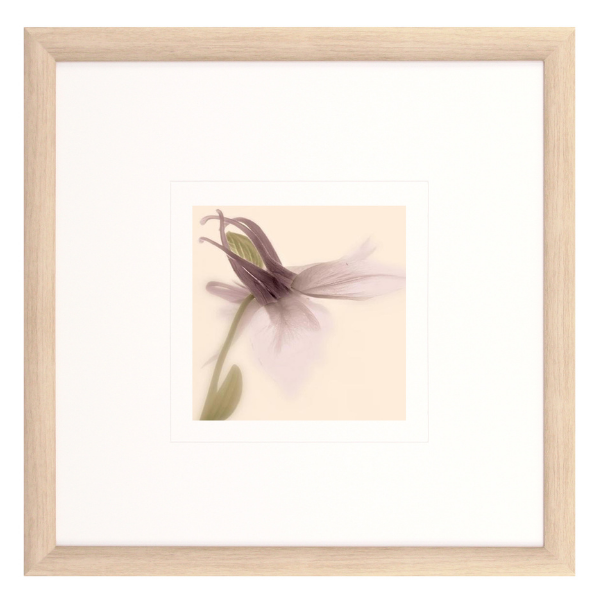 Furnicare Framed Print - Aquilegia II- 530x530mm