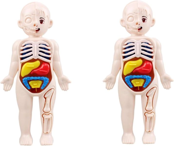 Human Body Model Anatomy For Kids
