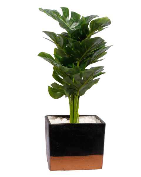 Delicious Monster Plant