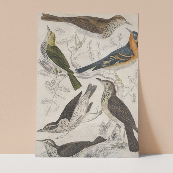 Vintage Birds Wall Print