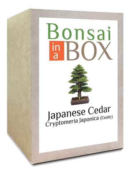 Bonsai in a Box - Japanese Cedar Tree