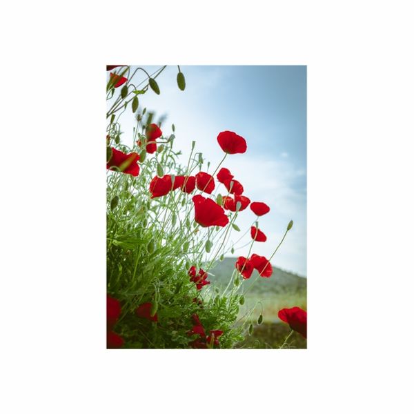 Bunch of Red Roses - A1 Poster