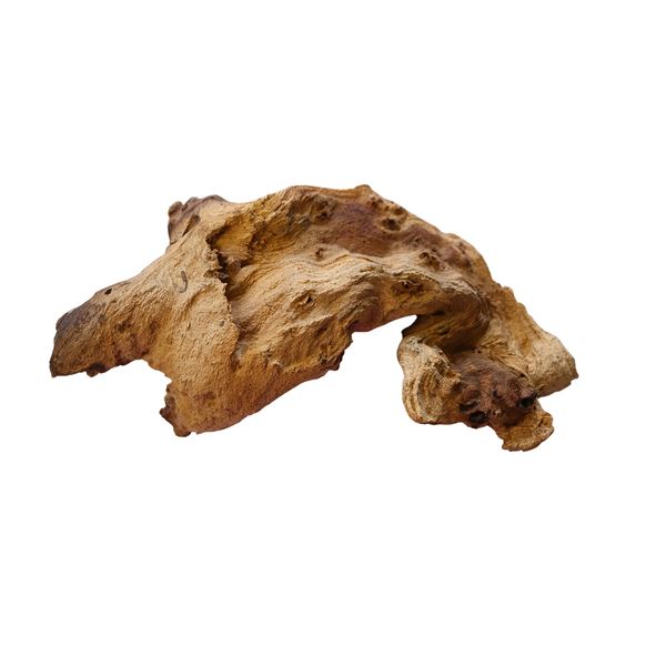 Mopane Root - Wild African Beauty for Aquariums &amp; Décor