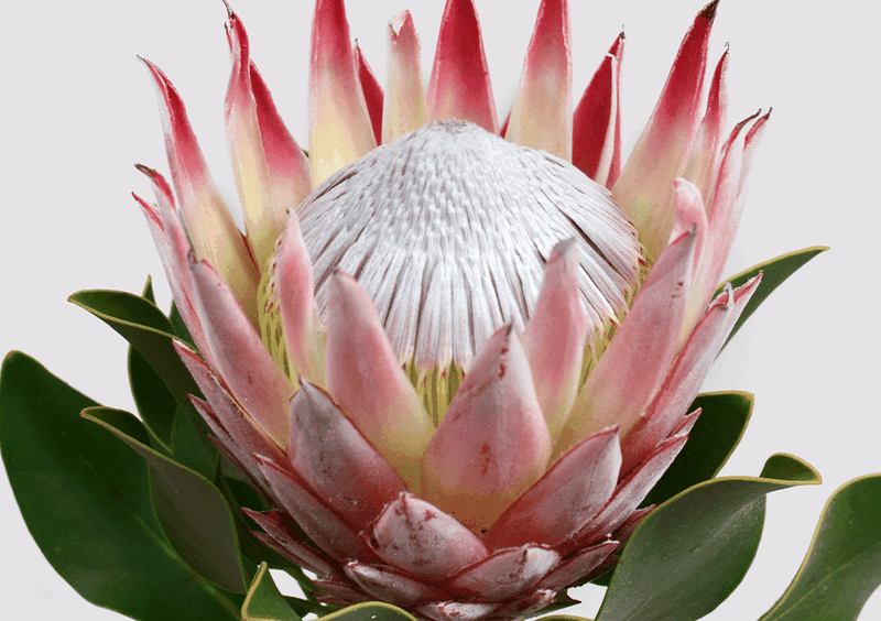 Wall Art Poster - Red Protea Flower Single Open