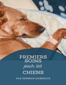 Premiers Secours Pour Les Chiens Ce Qu Il Faut Faire Avant D Emmener