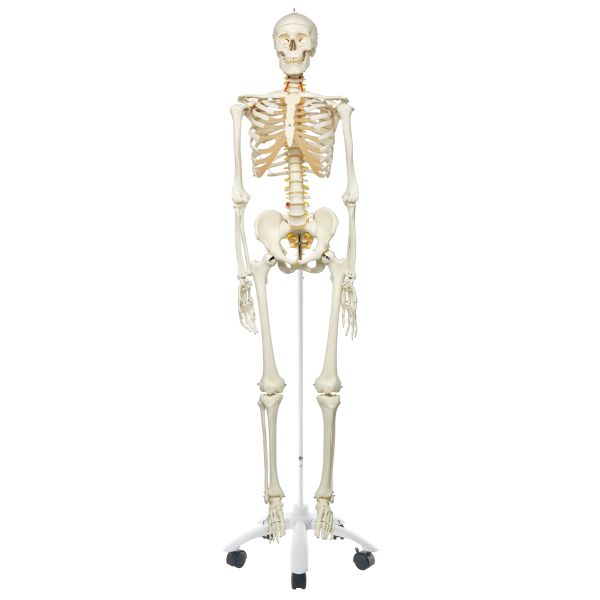 Life-size: Human Skeleton Model (Mounted on a Rolling Stand)(180cm)Teaching