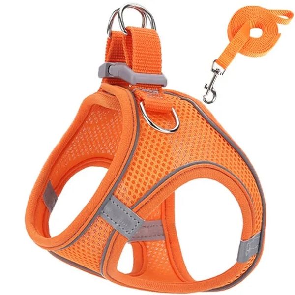 Harnesses And Leashes Set Orange
