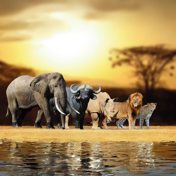 Canvas Wall Art - 1000 x 1000 - The Big Five