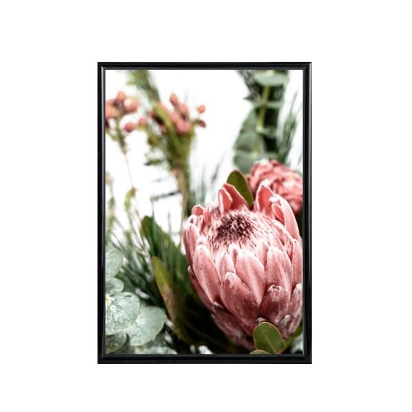 King Protea Poster A1