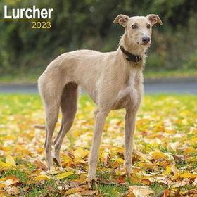 Lurcher 2023 Wall Calendar | Shop Today. Get it Tomorrow! | takealot.com