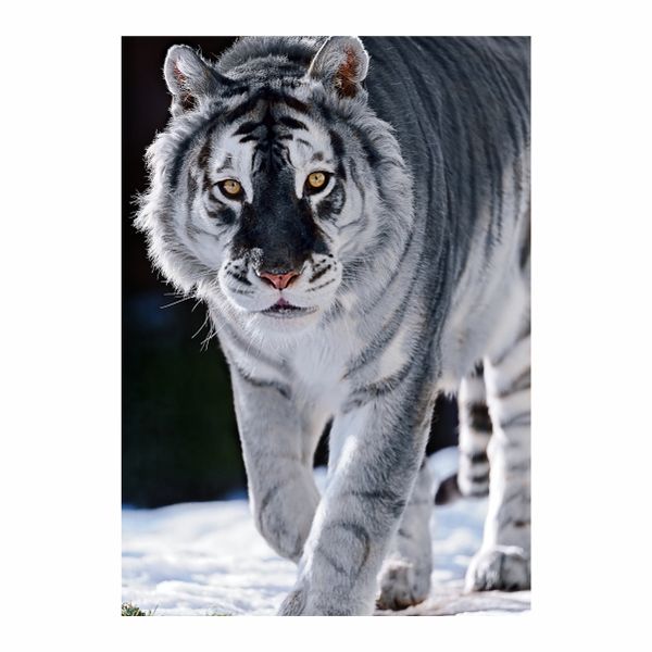 Black And White Tiger - A1 Poster