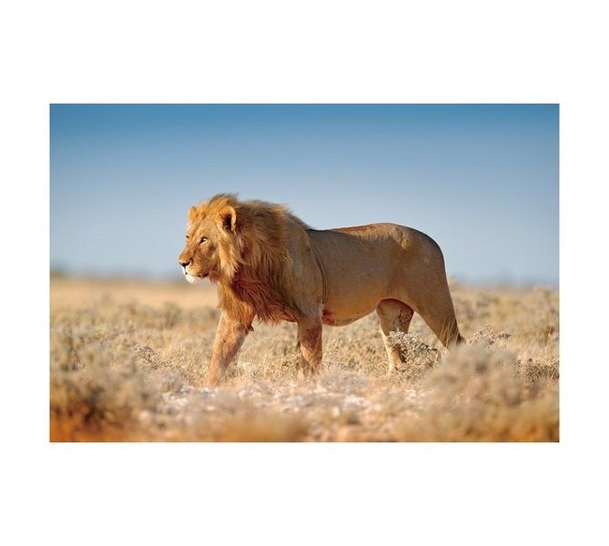Lion Canvas Print - Brown (600 x 900mm)