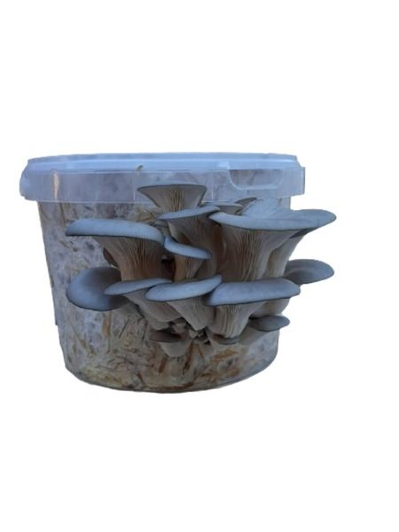 Home Growing Grey Oyster Mushroom Kit - 5L (1-4kg Mushrooms)