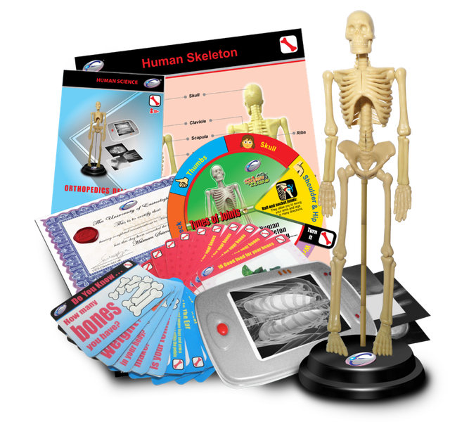 STEM Skeleton Model Orthopaedics Deluxe Set - with Light Box, Cards &amp; Learn