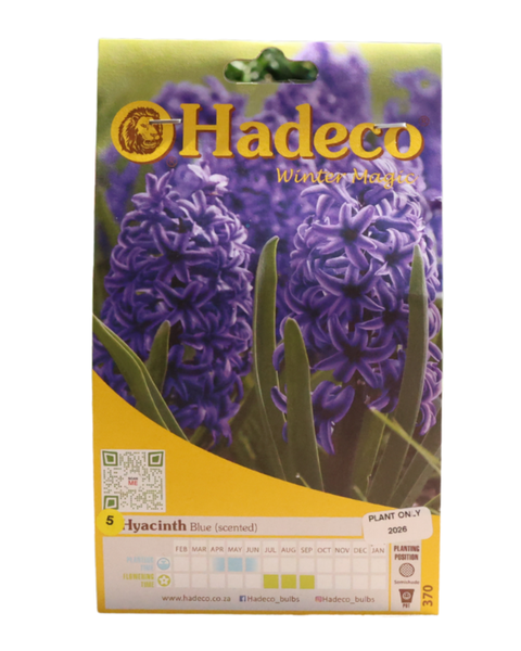 Hyacinths Blue - 5 bulbs p-pack