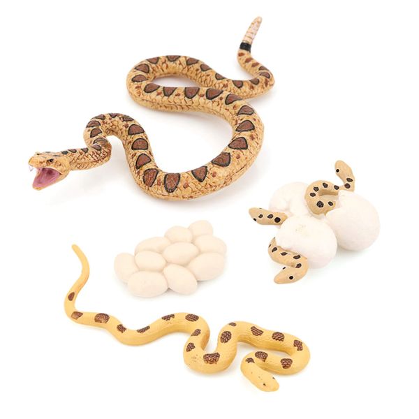 Animal Life Growth Cycle Model Toys Model Rattlesnake Growth Cycle