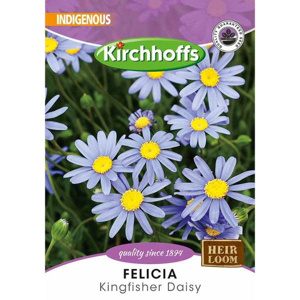 Kirchhoffs Felicia Kingfisher Daisy