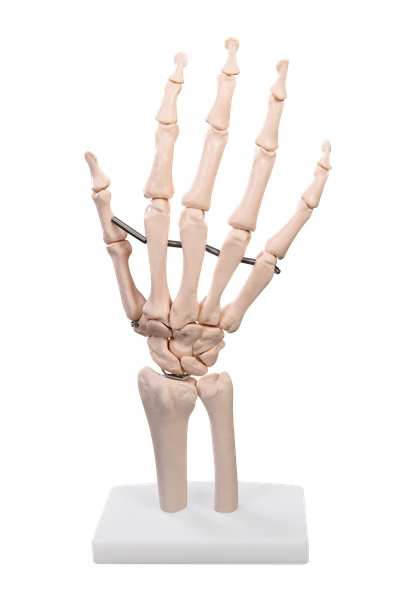 Life-Size Hand Joint Movable Anatomy Model- Teaching Aid, Educational