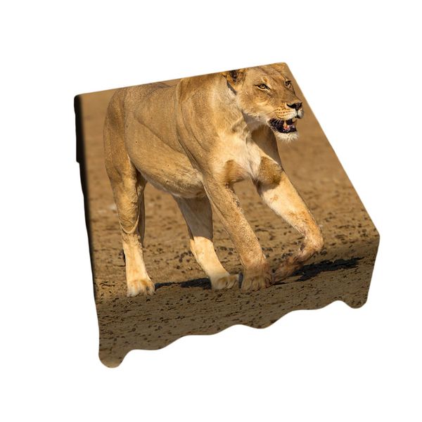 Lioness Strolling In Nossob River Bed Square Tablecloth By Fanie Heymans