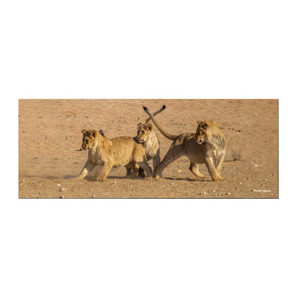 Playful Lion Cubs Desk Pad by Annette Heymans