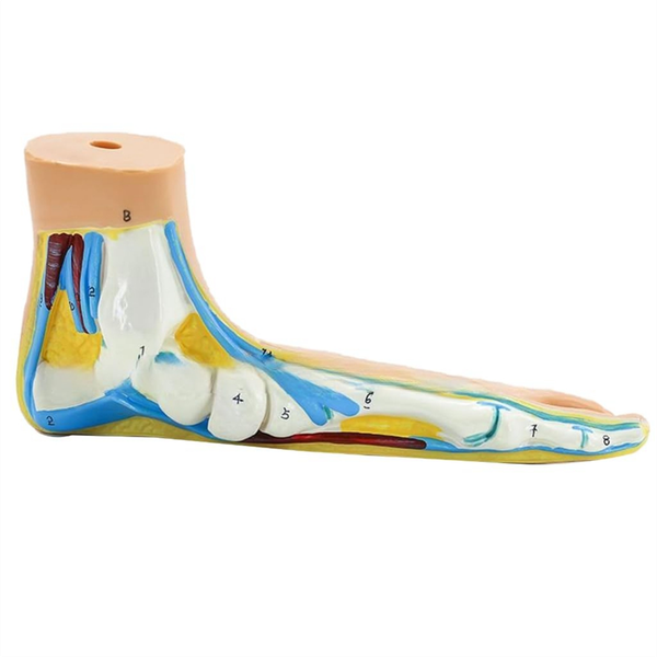 Foot Anatomy Model Human Anatomy Foot Model (Flatfoot) Compatible with None