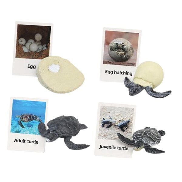 Life Cycle Toy - Educational STEM - Turtle Growth Cycles