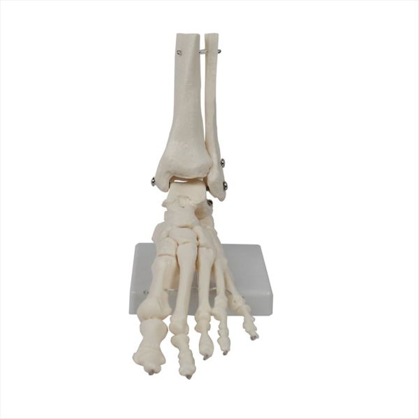 Foot Joint Model Human Anatomy Model Life Size Foot Compatible with None