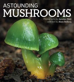 Astounding Mushrooms | Buy Online in South Africa | takealot.com